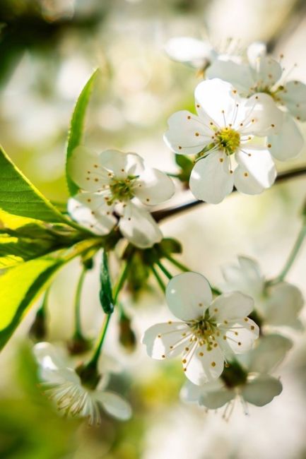 Жалко фото не передают запах 🌸
..