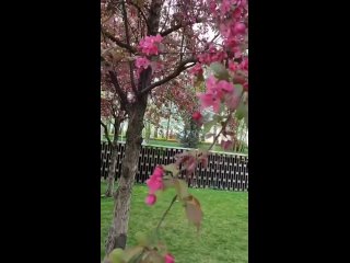 Яблони цветут 🍎🌸

📸 Видео:..