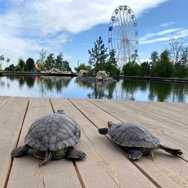 Ура, милашки-черепашки снова с нами 🐢🐢

В ЦПКиО в водоём под открытым небом выпустили несколько десятков..