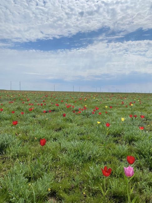Под Волгоградом зацвели степные тюльпаны 🌷

Такой красотой можно насладиться на полях, расположенных на..