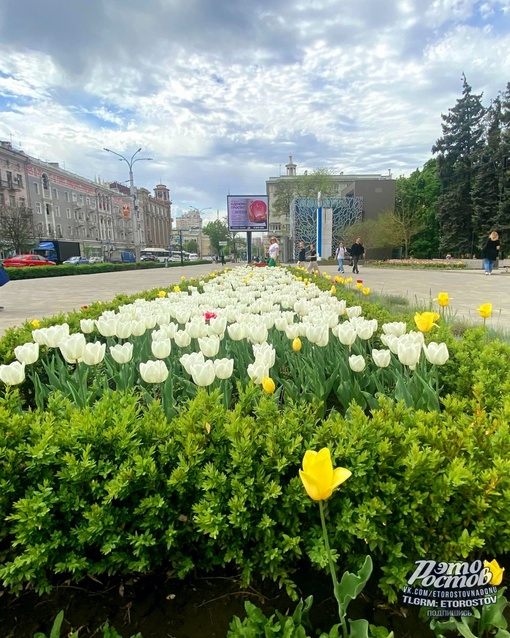 🌷 Тюльпаны возле парка..