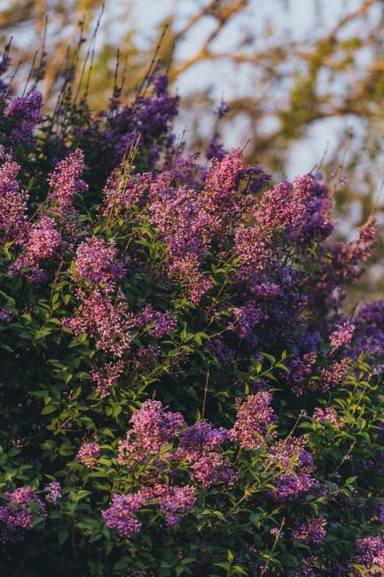 Сирень зацвела у соседей в Краснодарском крае. Скоро и у нас 💜

Фото: Артём..