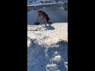 🏡🐕 Рэксу нужны хозяева❗
  Это молодой пес, возраст около года.
Он появился в январе возле предприятий. Был в..