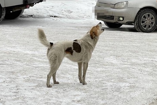 В Омске бездомные собаки, попадающие в отлов, полностью усыпаны клещами 

Об этом сообщил БУ «Муниципальный..