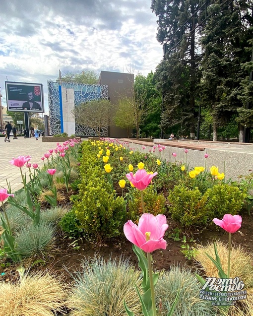 🌷 Тюльпаны возле парка..