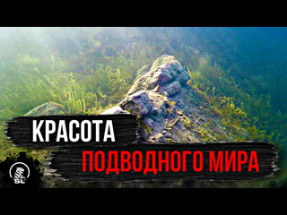 ✅Удивительный подводный мир 🌍 
✅Силикатный карьер под водой 🤿 
Нижегородская область, Навашинский район,..