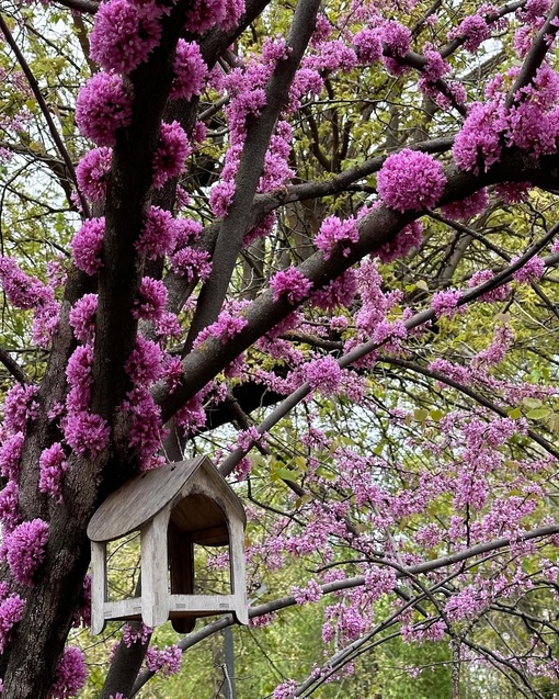 Ростов утопает в розовом цвете 💕

📸 Ирина..