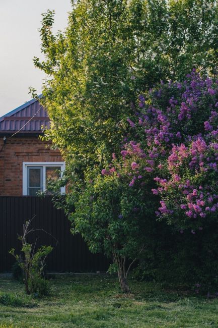 Сирень зацвела у соседей в Краснодарском крае. Скоро и у нас 💜

Фото: Артём..