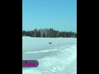 «Возвращайся в свой сказочный лес» — в Якутии проезжий водитель помог косуле выбраться из снежной ловушки,..