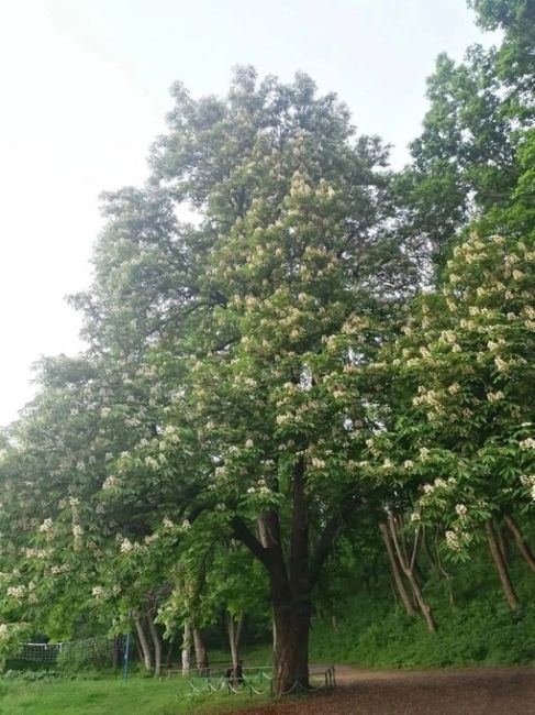Россошанский 130-летний каштан может стать главным деревом страны! 
 
Это дерево и несколько других посадил..