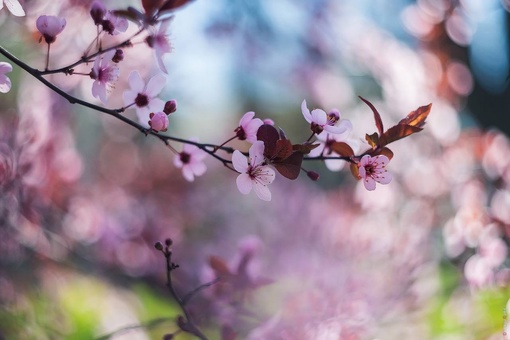 Красивое цветение потихоньку заканчивается 🌺

Успели насладиться? 

📸Денис..