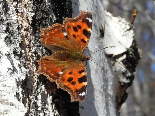 В Челябинской области на месяц раньше проснулись бабочки. Обычно они начинают летать в мае. 

Фото: Татьяна..