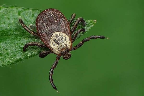 После укуса некоторых клещей слабеет слух, сложно моргнуть и улыбнуться 

О нетипичных симптомах после атаки..