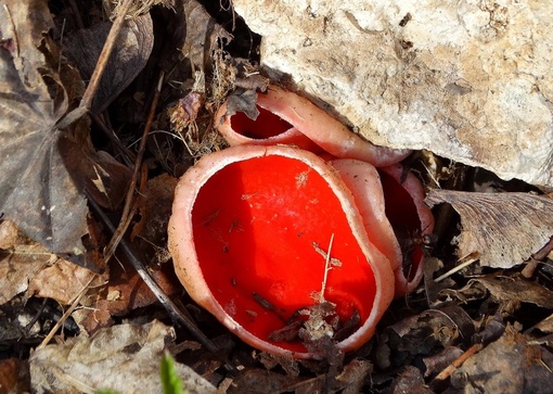 🍄В Башкирии на склонах Куштау обнаружили необычные грибы
 
необычная находка оказалась грибами..