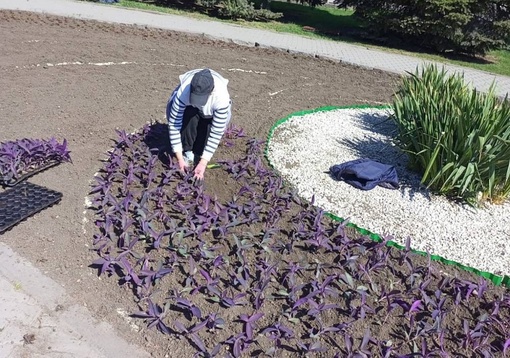 Летние цветы начали сажать в центре Ростова 🌺

На клумбах донской столицы появится 1 миллион растений...