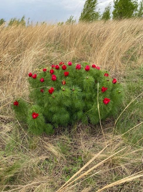 😍Воронцы цветут в Каменском, Павловский район 

📷Инна..