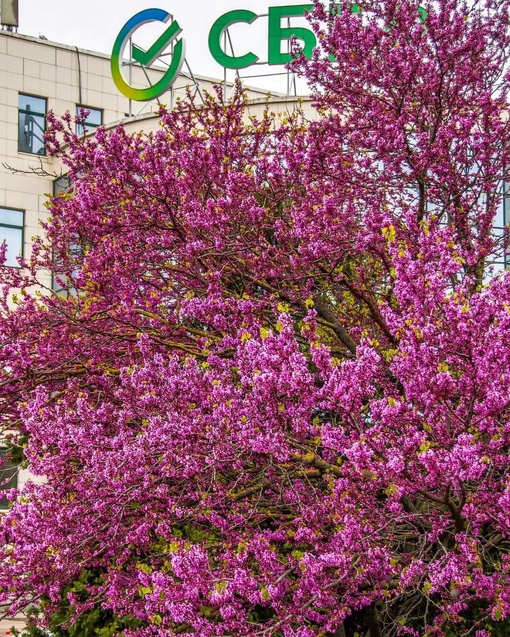 В Новороссийске цветет церцис 😍

Фото..