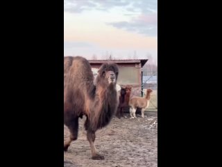 Зажигательные танцы от верблюда из подмосковного экопарка.

Соседи по вольеру явно в..