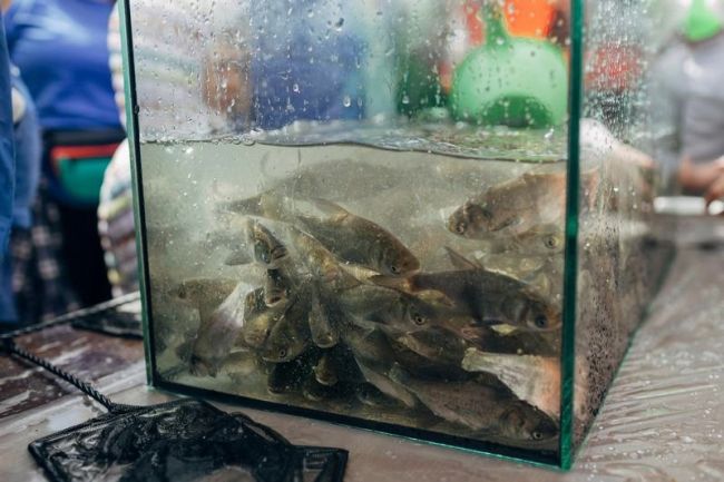 В Самарской области Волгу избавят от цветения зеленых водорослей 

Потребуется много рыбы

В рамках проекта..