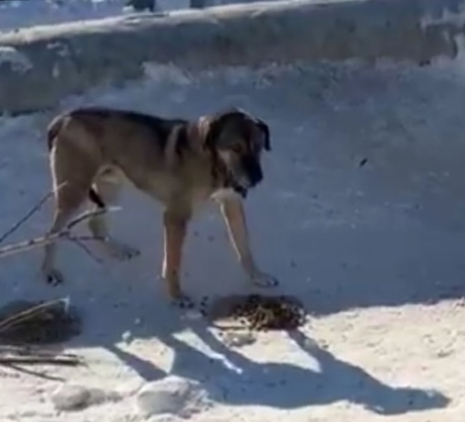 🏡🐕 Рэксу нужны хозяева❗
  Это молодой пес, возраст около года.
Он появился в январе возле предприятий. Был в..