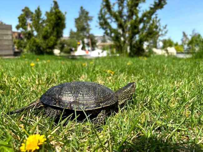 Ура, милашки-черепашки снова с нами 🐢🐢

В ЦПКиО в водоём под открытым небом выпустили несколько десятков..