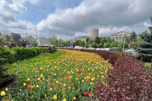 МСЮ: В будущем году хотим увеличить число высаженных тюльпанов в Ростове-на-Дону

Этой весной на улицах..
