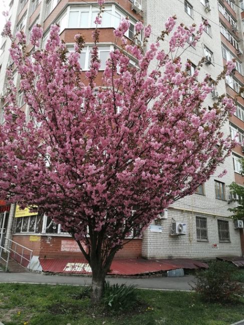 Сакура цветет не только в парке Галицкого, но и в старом центре Краснодара.

Улица..