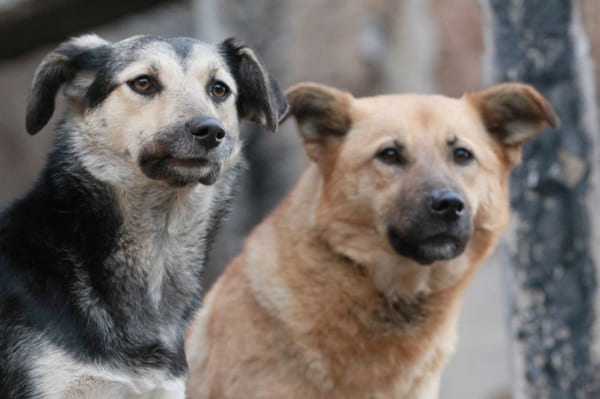 Подрядчик заявил, что отловил всех агрессивных собак на территории детсада в Самаре 

Ранее председатель СК..