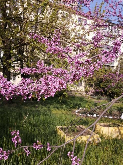 Сакура цветет не только в парке Галицкого, но и в старом центре Краснодара.

Улица..