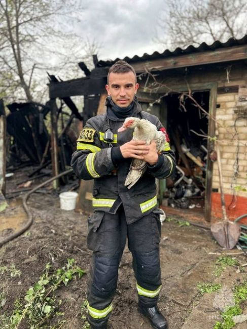 В Ростовской области из пожара спасли уточку.

Птицу обнаружили ее во время тушения сарая в поселке Коксовом..