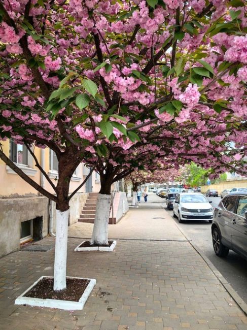 Сакура цветет не только в парке Галицкого, но и в старом центре Краснодара.

Улица..