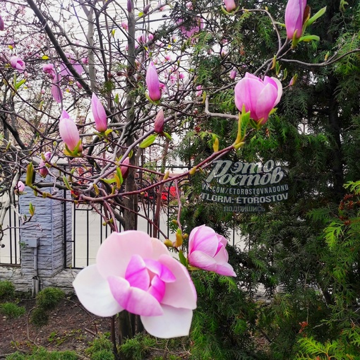 🌺 В центре Ростова завела..