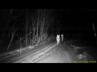 В национальном парке «Зигальга» были замечены волки

Вероятно, они бродили в поисках добычи. 

Видео:..