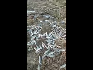 В Заволжье рыбаки обнаружили на берегу десятки особей полуживой рыбы.

Они предположили, что ГЭС сбросила..