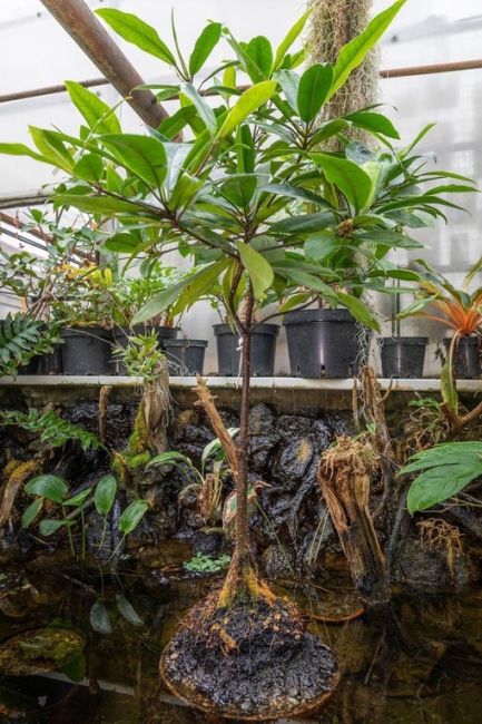В оранжерее Ботанического сада ННГУ впервые зацвело мангровое дерево.
..