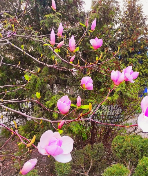 🌺 В центре Ростова завела..