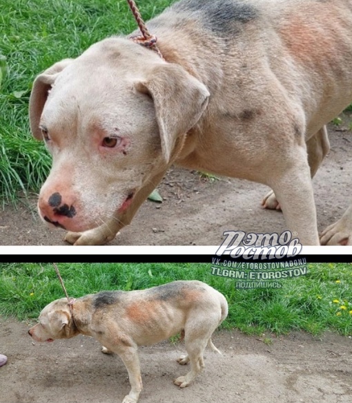 🐕 Чудесное преображение. Нашли этого истощённого пса год назад. Забрали к себе, теперь он выглядит так ❤️»,..