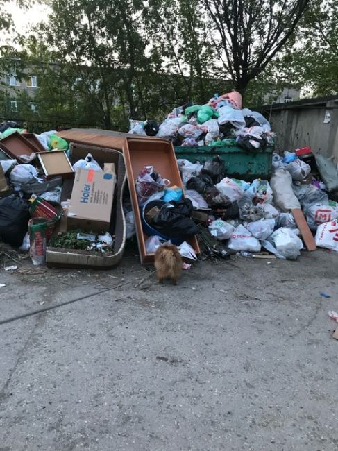 "Это днище": жители Самары жалуются на горы мусора во дворах 

Регоператор по обращению с ТКО решил отдохнуть..