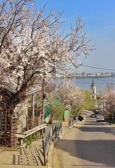 Цветущий Воронеж🌸

📷Кирилл..