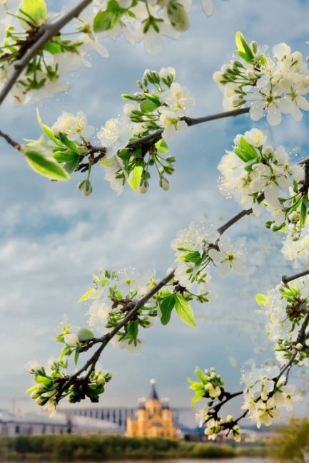 Жалко фото не передают запах 🌸
..