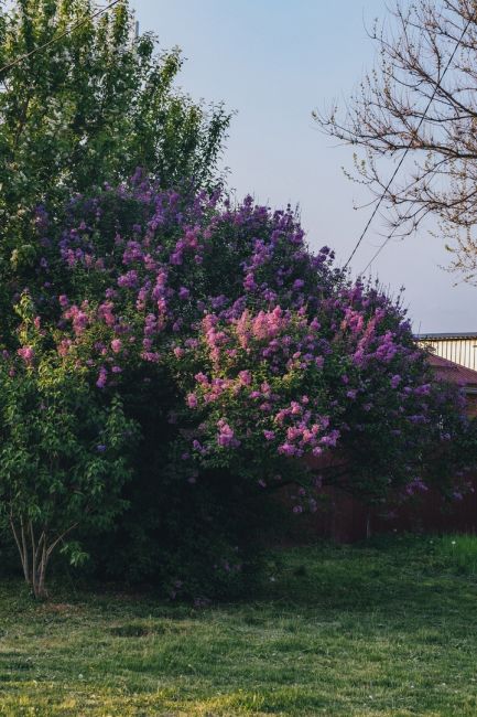 Сирень зацвела у соседей в Краснодарском крае. Скоро и у нас 💜

Фото: Артём..