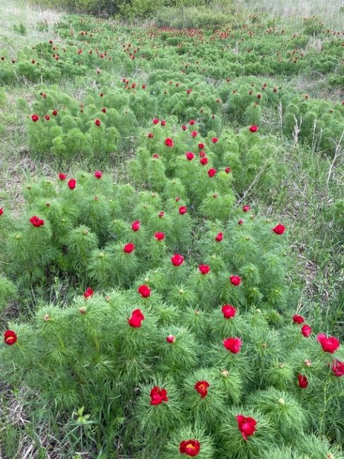 😍Воронцы цветут в Каменском, Павловский район 

📷Инна..