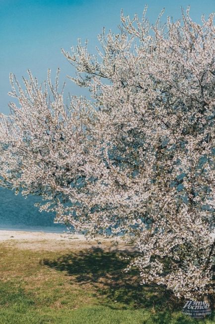 Весна на берегу Ейского лимана 🌱🌸

Фото: Артём..