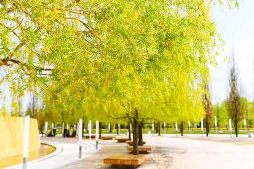Цветущие ивы в Парке Галицкого ❤️

Фото: пресс-служба..