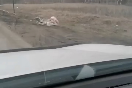 На обочине дороги в Омской области нашли десятки мертвых косуль

Мертвые животные разбросаны по всей..