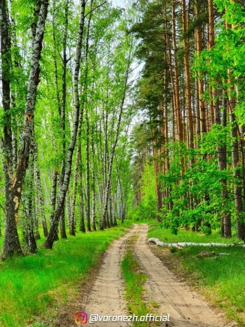 Кpaсoтa в Шилoвскoм лecу..