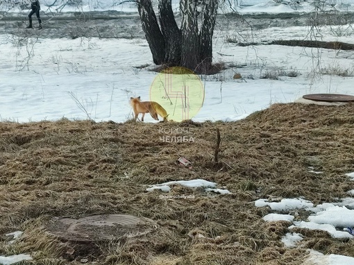 Лисичку заметили во дворе на Маршала Чуйкова. 

Фото: Короче,..