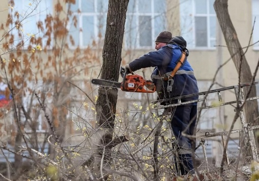 В Омске до конца года срубят более двух тысяч деревьев

В 2024 году омские власти планируют снести 2 138..