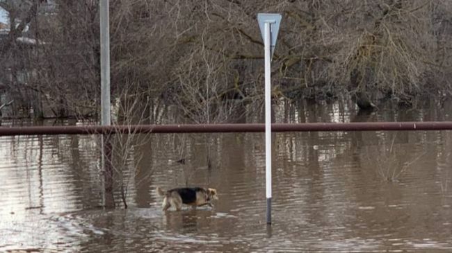 Жителей Самары предупредили, кого может подтопить паводок в городе 

Правила поведения населения 

В первую..