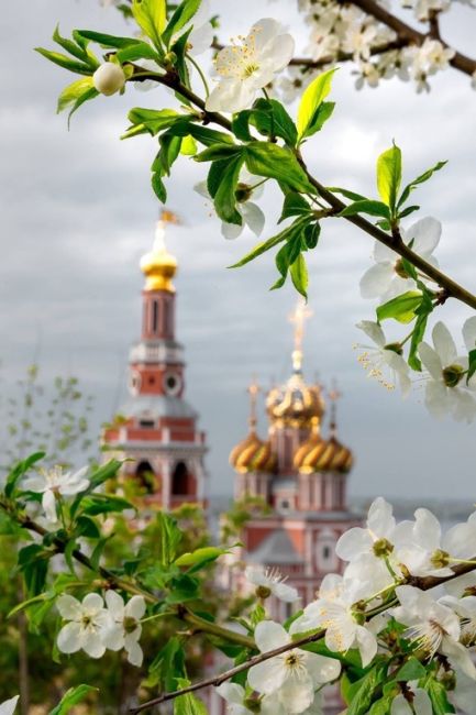 Жалко фото не передают запах 🌸
..